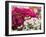 Bougainvillea Flowers, San Miguel De Allende, Guanajuato State, Mexico-Julie Eggers-Framed Photographic Print