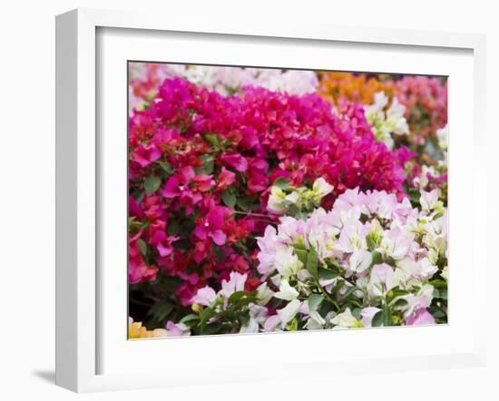 Bougainvillea Flowers, San Miguel De Allende, Guanajuato State, Mexico-Julie Eggers-Framed Photographic Print