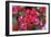 Bougainvillea Flowers-Johnny Greig-Framed Photographic Print