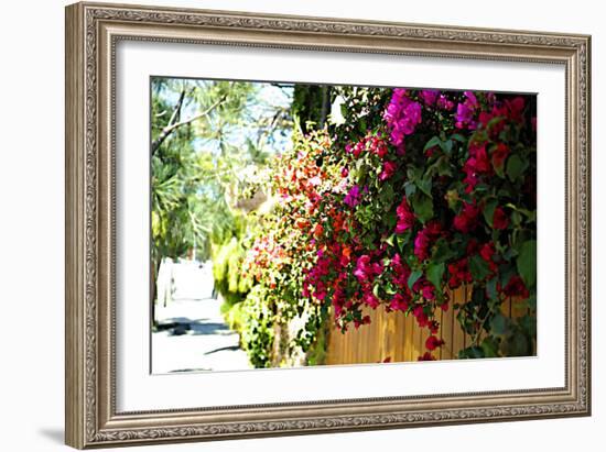 Bougainvillea on the Wall-Steve Ash-Framed Photographic Print