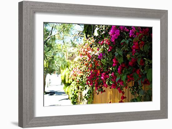 Bougainvillea on the Wall-Steve Ash-Framed Photographic Print