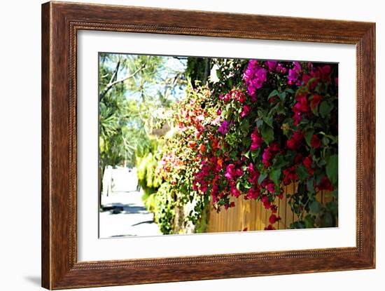 Bougainvillea on the Wall-Steve Ash-Framed Photographic Print