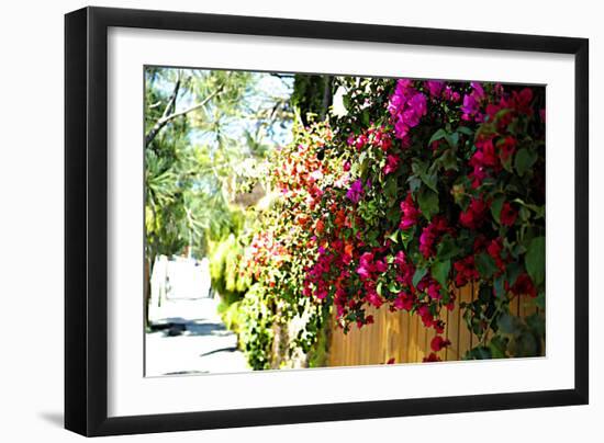 Bougainvillea on the Wall-Steve Ash-Framed Photographic Print