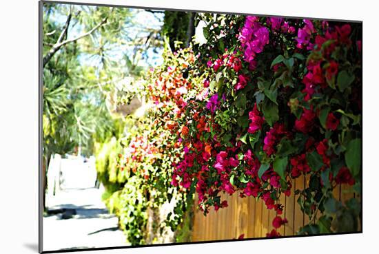 Bougainvillea on the Wall-Steve Ash-Mounted Photographic Print