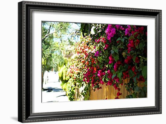 Bougainvillea on the Wall-Steve Ash-Framed Photographic Print