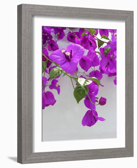 Bougainvillea Plant-Tony Craddock-Framed Photographic Print