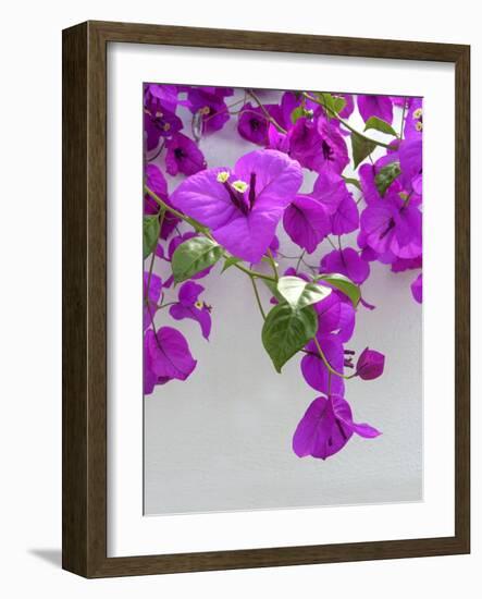 Bougainvillea Plant-Tony Craddock-Framed Photographic Print