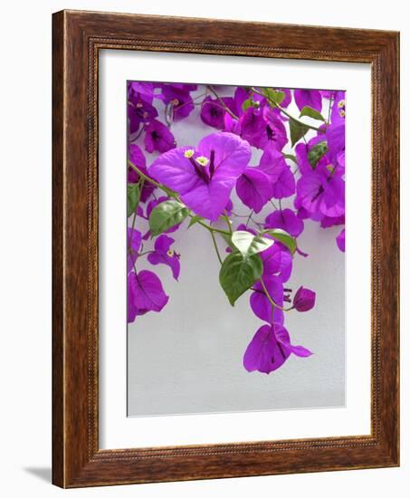 Bougainvillea Plant-Tony Craddock-Framed Photographic Print