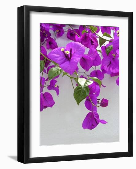 Bougainvillea Plant-Tony Craddock-Framed Photographic Print