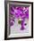 Bougainvillea Plant-Tony Craddock-Framed Photographic Print