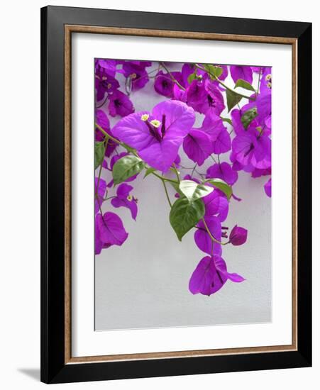 Bougainvillea Plant-Tony Craddock-Framed Photographic Print