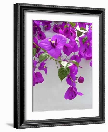 Bougainvillea Plant-Tony Craddock-Framed Photographic Print
