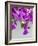 Bougainvillea Plant-Tony Craddock-Framed Photographic Print