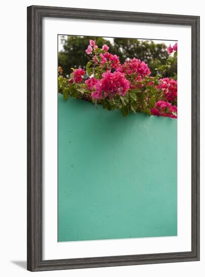 Bougainvillea, Tropical Flowers, Roatan, Honduras-Lisa S. Engelbrecht-Framed Photographic Print