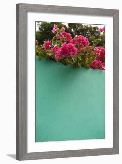 Bougainvillea, Tropical Flowers, Roatan, Honduras-Lisa S. Engelbrecht-Framed Photographic Print