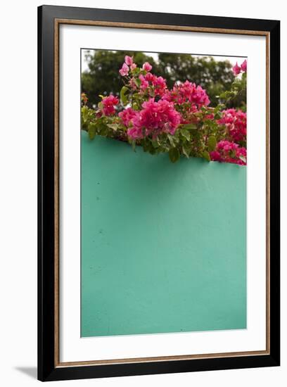 Bougainvillea, Tropical Flowers, Roatan, Honduras-Lisa S. Engelbrecht-Framed Photographic Print