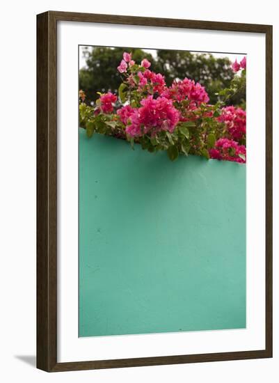 Bougainvillea, Tropical Flowers, Roatan, Honduras-Lisa S. Engelbrecht-Framed Photographic Print
