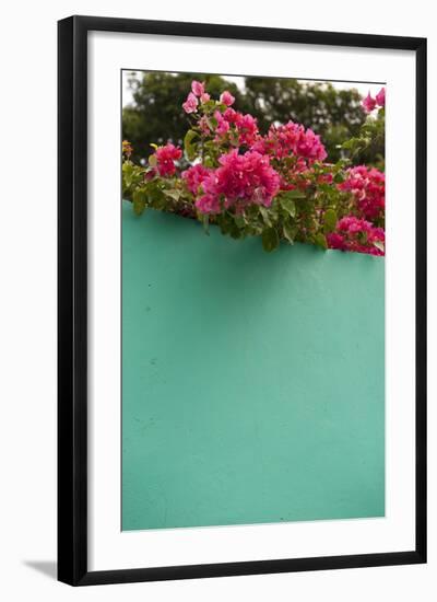 Bougainvillea, Tropical Flowers, Roatan, Honduras-Lisa S. Engelbrecht-Framed Photographic Print