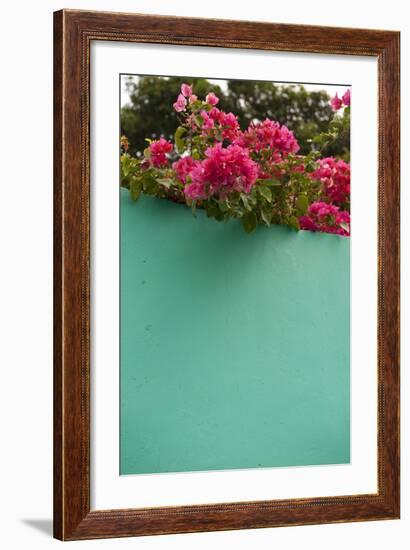 Bougainvillea, Tropical Flowers, Roatan, Honduras-Lisa S. Engelbrecht-Framed Photographic Print