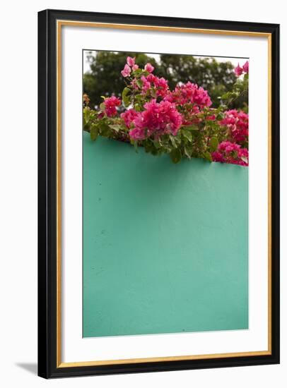 Bougainvillea, Tropical Flowers, Roatan, Honduras-Lisa S. Engelbrecht-Framed Photographic Print