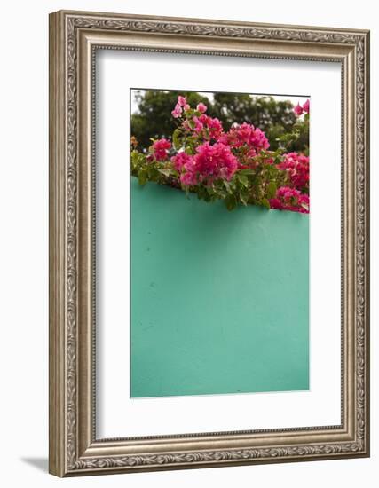 Bougainvillea, Tropical Flowers, Roatan, Honduras-Lisa S. Engelbrecht-Framed Photographic Print