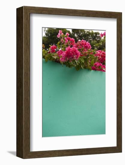 Bougainvillea, Tropical Flowers, Roatan, Honduras-Lisa S. Engelbrecht-Framed Photographic Print