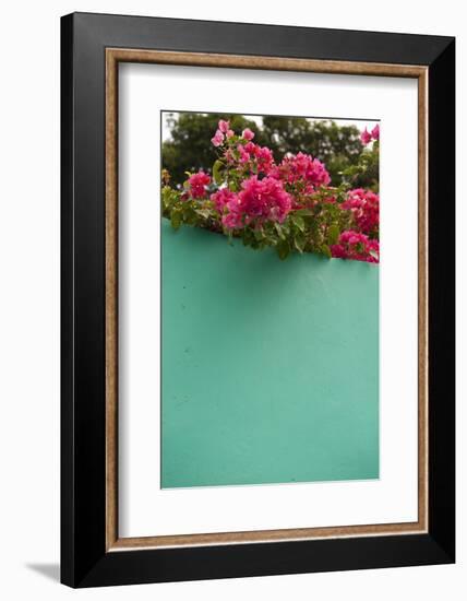 Bougainvillea, Tropical Flowers, Roatan, Honduras-Lisa S. Engelbrecht-Framed Photographic Print