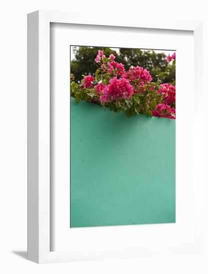 Bougainvillea, Tropical Flowers, Roatan, Honduras-Lisa S. Engelbrecht-Framed Photographic Print