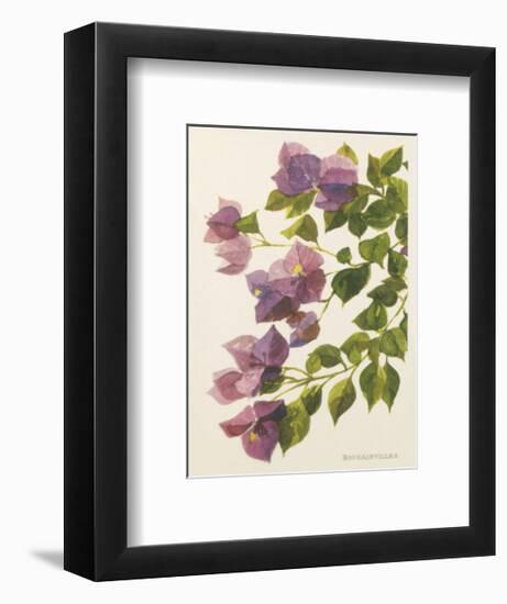 Bougainvillea-John Miller-Framed Premium Giclee Print