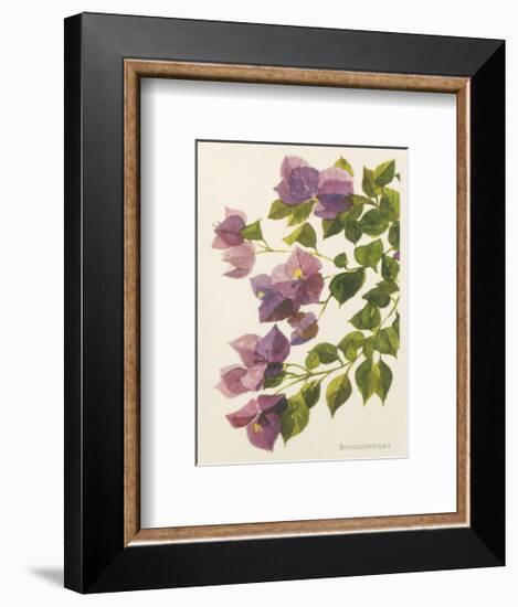 Bougainvillea-John Miller-Framed Premium Giclee Print