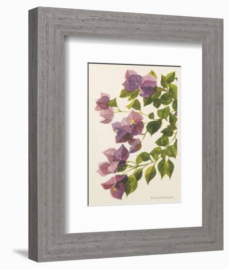 Bougainvillea-John Miller-Framed Premium Giclee Print