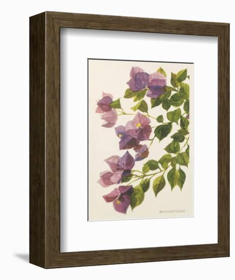 Bougainvillea-John Miller-Framed Premium Giclee Print