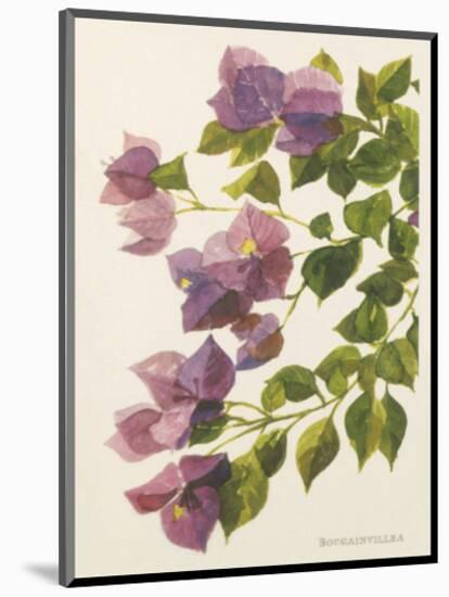 Bougainvillea-John Miller-Mounted Premium Giclee Print