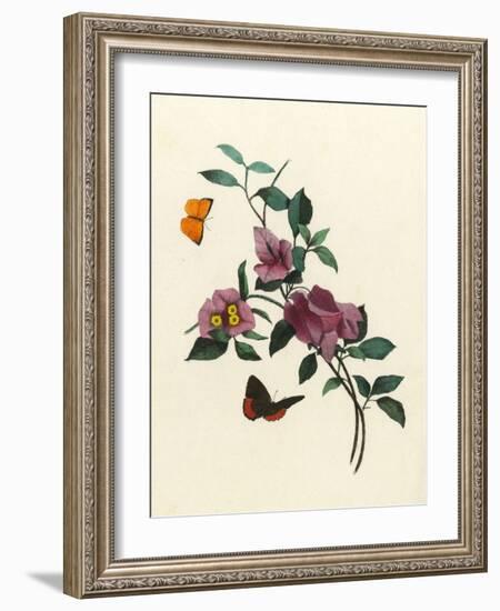 Bougainvillea-null-Framed Art Print