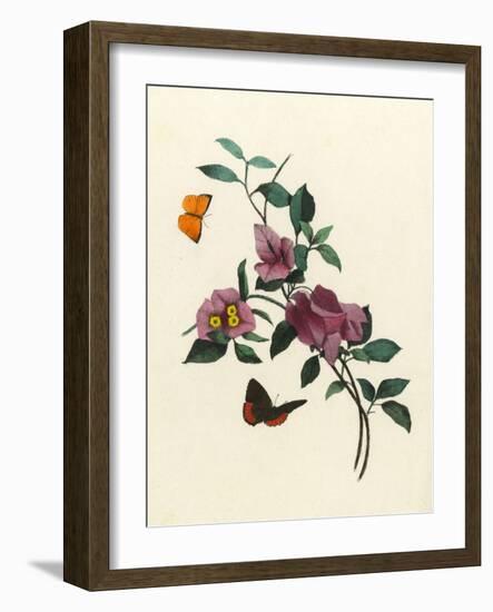 Bougainvillea-null-Framed Art Print