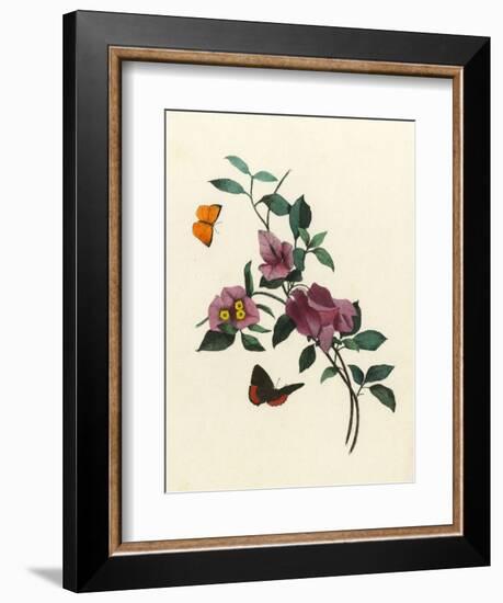 Bougainvillea-null-Framed Premium Giclee Print