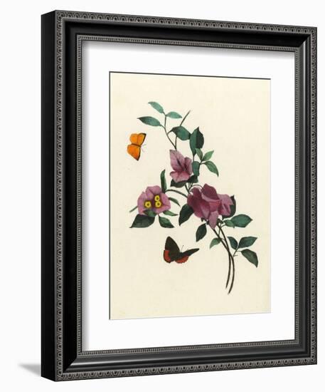 Bougainvillea-null-Framed Premium Giclee Print