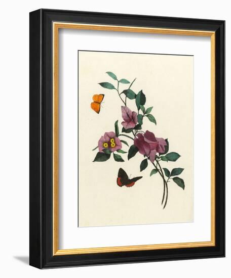 Bougainvillea-null-Framed Premium Giclee Print