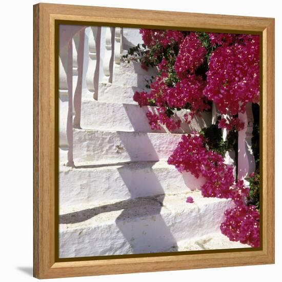 Bougainvilleas-null-Framed Premier Image Canvas