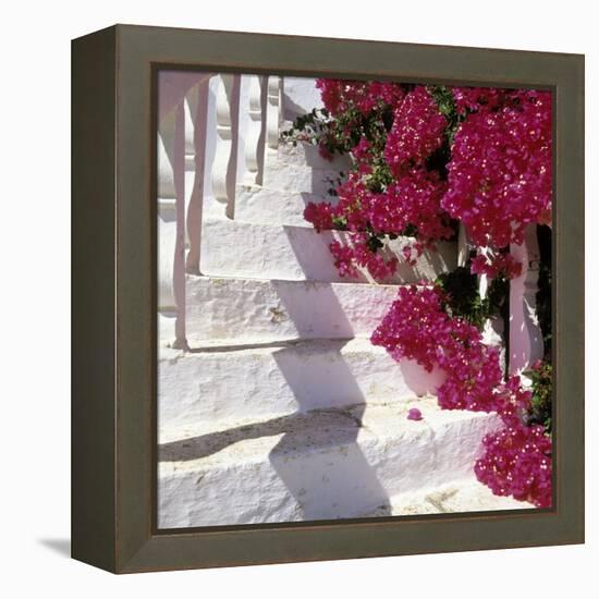 Bougainvilleas-null-Framed Premier Image Canvas