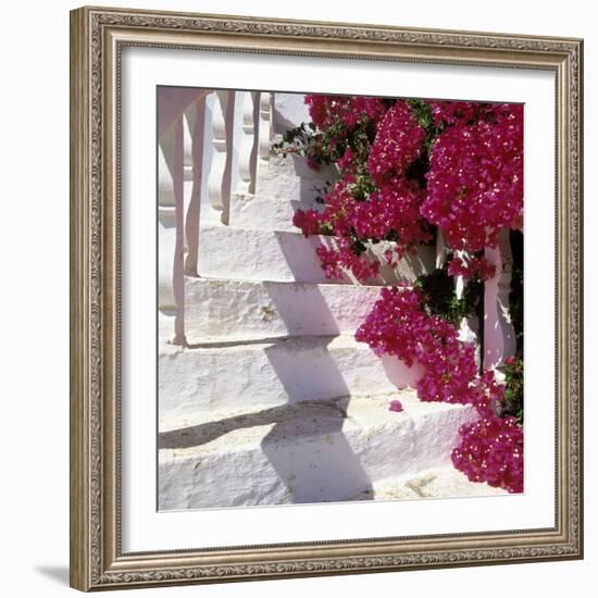 Bougainvilleas-null-Framed Photographic Print