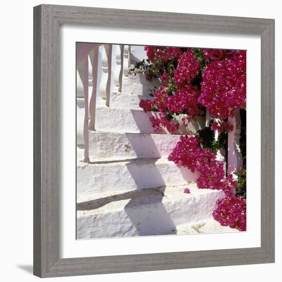 Bougainvilleas-null-Framed Photographic Print