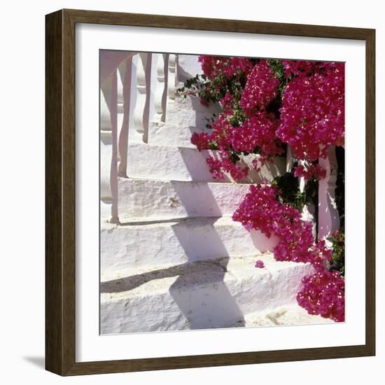 Bougainvilleas-null-Framed Photographic Print