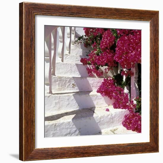 Bougainvilleas-null-Framed Photographic Print