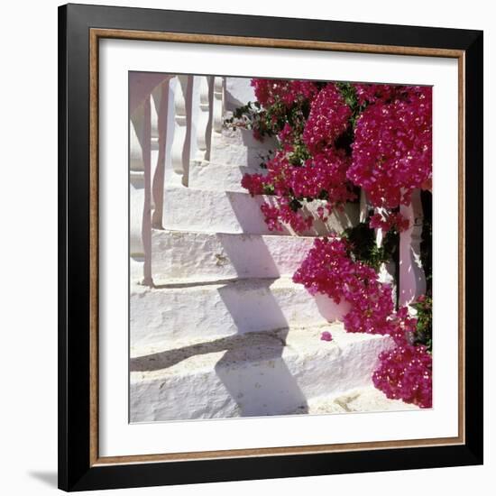 Bougainvilleas-null-Framed Photographic Print