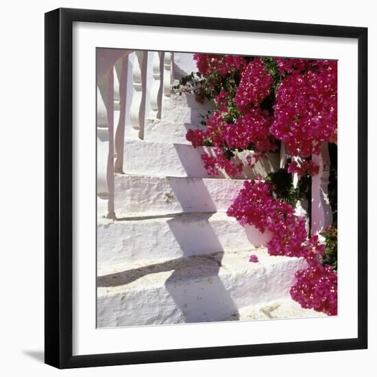 Bougainvilleas-null-Framed Photographic Print