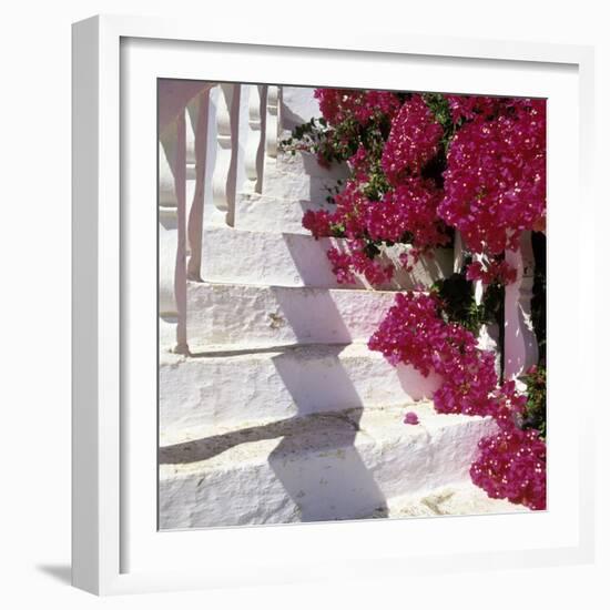 Bougainvilleas-null-Framed Photographic Print