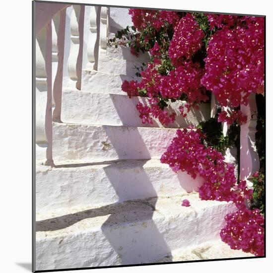 Bougainvilleas-null-Mounted Photographic Print