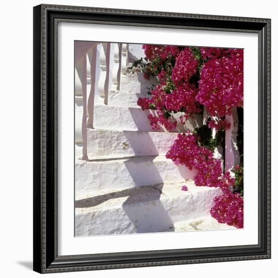 Bougainvilleas-null-Framed Photographic Print