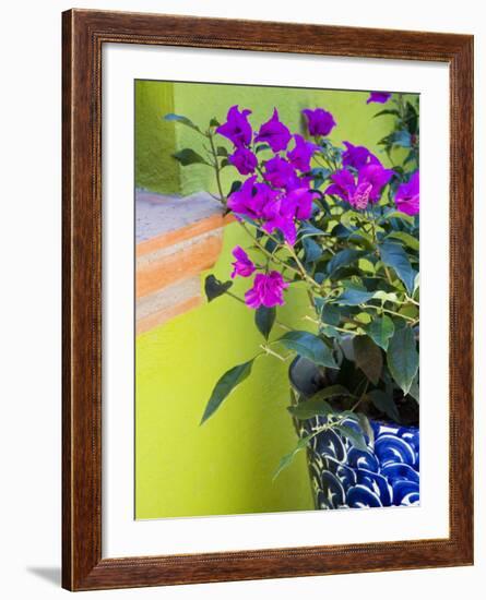 Bouganvilla in a Ceramic Pot, San Miguel De Allende, Guanajuato State, Mexico-Julie Eggers-Framed Photographic Print